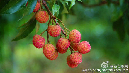 树上鲜红的荔枝 作者：草莓周末 图片来源：新浪微博